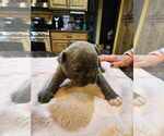 Puppy Smoke Bear Faux Frenchbo Bulldog