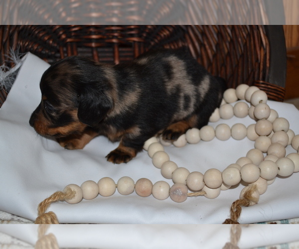 Medium Photo #2 Dachshund Puppy For Sale in GREENWOOD, WI, USA