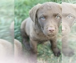 Small Photo #1 Chesapeake Bay Retriever Puppy For Sale in GREELEY, CO, USA