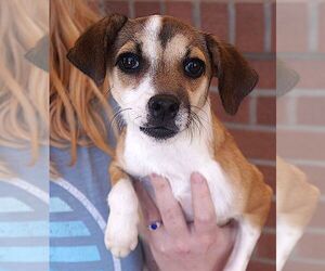 Chihuahua Dogs for adoption in Carrollton, TX, USA