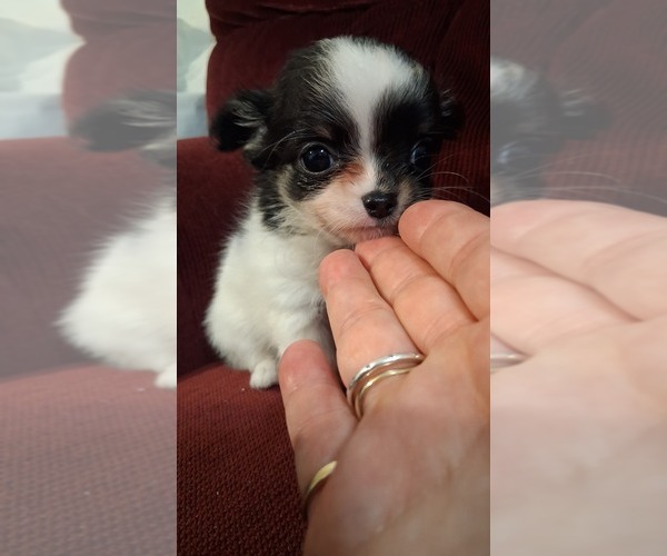 Medium Photo #1 Chihuahua Puppy For Sale in PAWTUCKET, RI, USA