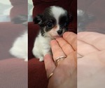 Babie - Male Chihuahua Puppy for Sale - Small photo