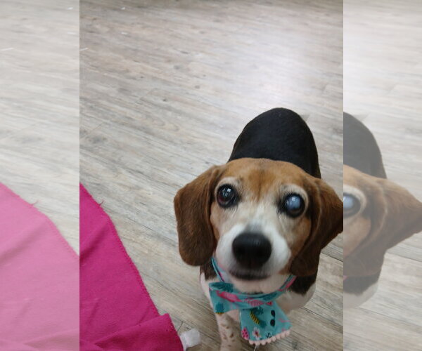 Medium Photo #10 Beagle Puppy For Sale in Murfreesboro, NC, USA