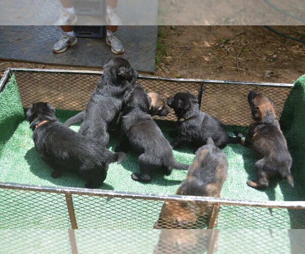 Medium Photo #1 German Shepherd Dog Puppy For Sale in POWDER SPRINGS, GA, USA