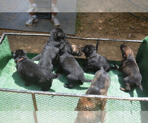 German Shepherd Dog Litter for sale in POWDER SPRINGS, GA, USA