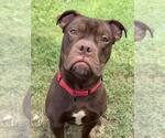 Small #6 Bullboxer Pit