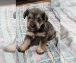 Small #2 Schnauzer (Miniature)