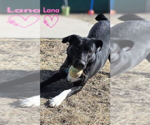 Borador Dogs for adoption in Monte Vista, CO, USA