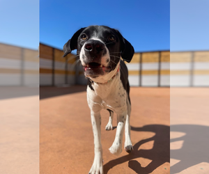 Border Collie-Unknown Mix Dogs for adoption in Fort Collins, CO, USA