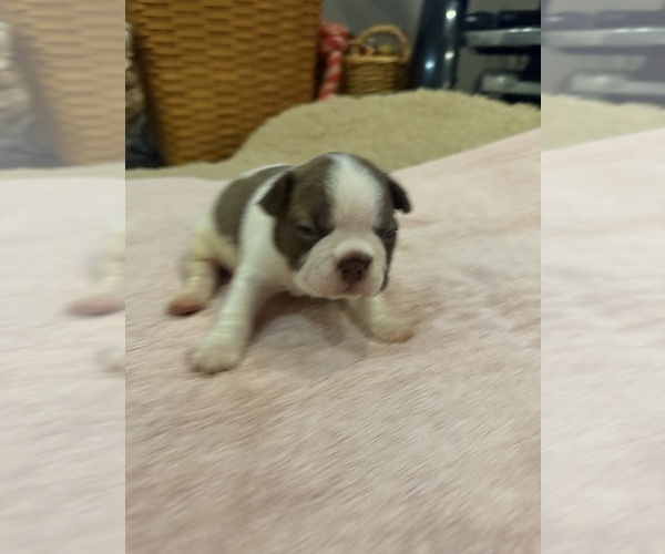 Medium Photo #3 Boston Terrier Puppy For Sale in FREDONIA, KS, USA