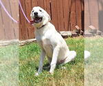Small #3 Great Pyrenees Mix