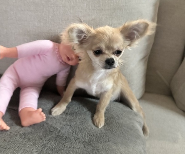 Medium Photo #5 Chihuahua Puppy For Sale in ROUND ROCK, TX, USA