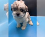 Small #7 Maltipoo-Shih Tzu Mix