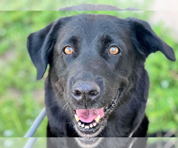 Medium Photo #11 Labrador Retriever Puppy For Sale in San Diego, CA, USA