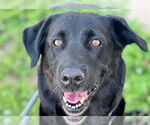 Small #10 Labrador Retriever