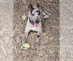 Small #1 Mutt