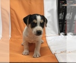 Small Photo #16 Jack Russell Terrier Puppy For Sale in CHURCH HILL, TN, USA