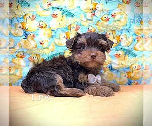 Yorkshire Terrier Puppy for sale in WINNSBORO, LA, USA