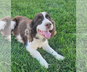 Mother of the English Springer Spaniel puppies born on 08/16/2026
