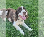 Small Photo #1 English Springer Spaniel Puppy For Sale in BAYLISS, CA, USA