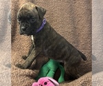 Small Photo #10 Boxer Puppy For Sale in LANSING, MI, USA