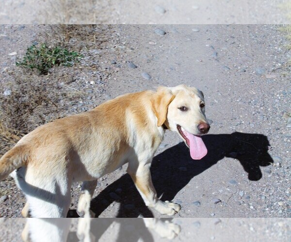Medium Photo #1 Labrador Retriever Puppy For Sale in MONTE VISTA, CO, USA