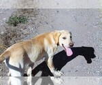 Puppy 6 Labrador Retriever