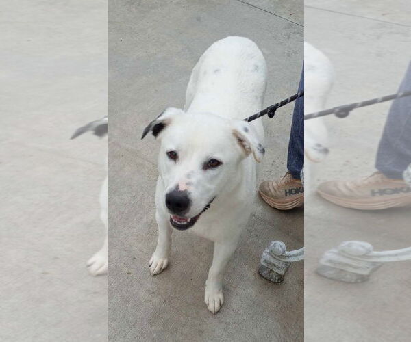 Medium Photo #3 Dalmatian-Great Pyrenees Mix Puppy For Sale in Frenchburg, KY, USA