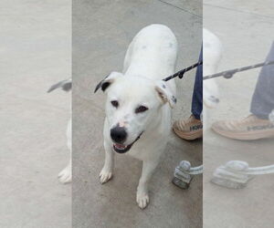 Parker - Female Dalmatian-Great Pyrenees Mix Dog for Adoption - Photo #3