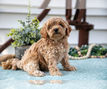 Small #2 Cavapoo