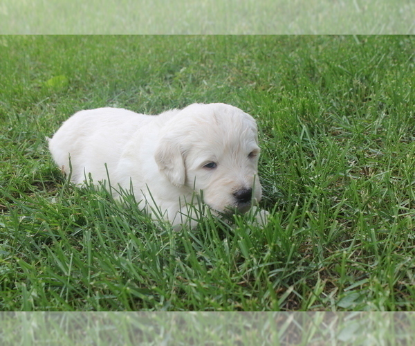 Medium Photo #11 Goldendoodle Puppy For Sale in TURIN, NY, USA