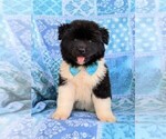 Small Photo #2 Akita Puppy For Sale in CHRISTIANA, PA, USA
