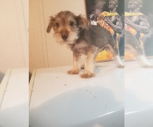 Schnauzer (Miniature) Puppy for sale in MCMINNVILLE, TN, USA