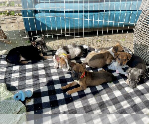 Medium Photo #20 Mutt Puppy For Sale in Dana Point, CA, USA