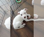 Small #2 Jack Russell Terrier Mix