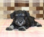 Small #2 Schnauzer (Miniature)