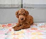 Small #4 Poodle (Miniature)