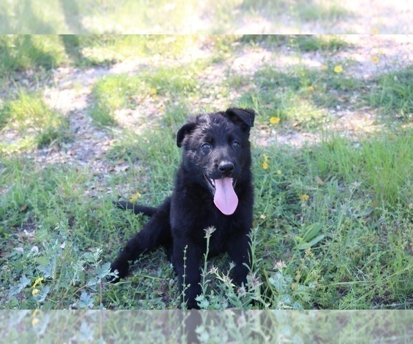 Medium Photo #1 German Shepherd Dog Puppy For Sale in AUSTIN, TX, USA