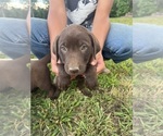 Small Photo #2 Labrador Retriever Puppy For Sale in ARAGON, GA, USA