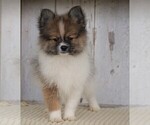 Small Photo #5 Pomeranian Puppy For Sale in FREDERICKSBG, OH, USA