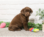 Small #15 Labrador Retriever