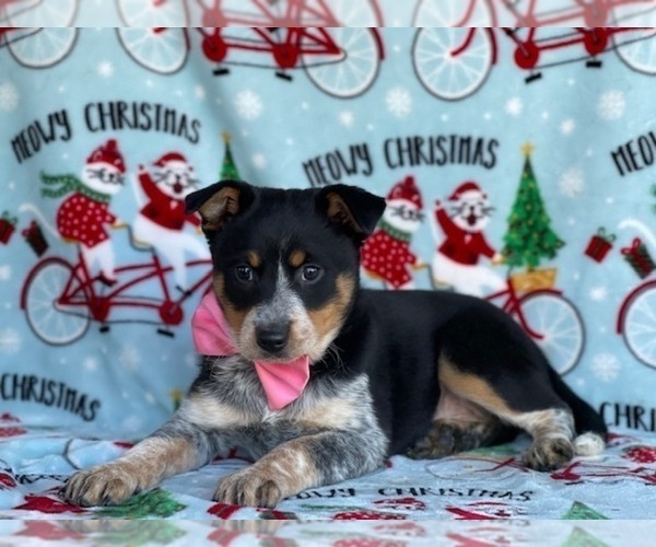 Full screen Photo #2 Texas Heeler Puppy For Sale in LANCASTER, PA, USA