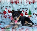 Small Photo #2 Texas Heeler Puppy For Sale in LANCASTER, PA, USA