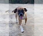Small #14 Beagle-Mountain Cur Mix
