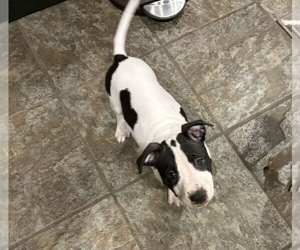 Medium Photo #4 Mutt Puppy For Sale in Springdale, PA, USA