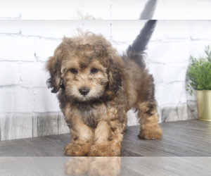 Shih-Poo Puppy for sale in RED LION, PA, USA