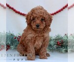 Small #2 Goldendoodle (Miniature)
