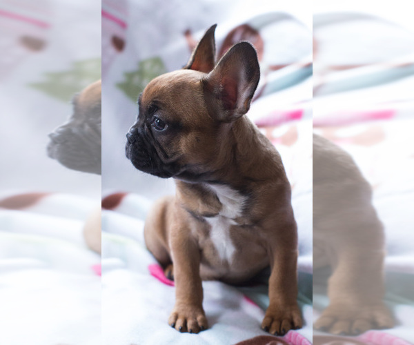 Medium Photo #6 French Bulldog Puppy For Sale in BAY VIEW, WI, USA