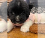 Small Photo #13 Newfoundland Puppy For Sale in TREMONTON, UT, USA