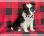 Small Photo #7 Border Collie Puppy For Sale in LAKELAND, FL, USA